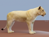 Lioness