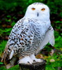 Заказчик Валерия Полярная snow-owl1 | FL.RU